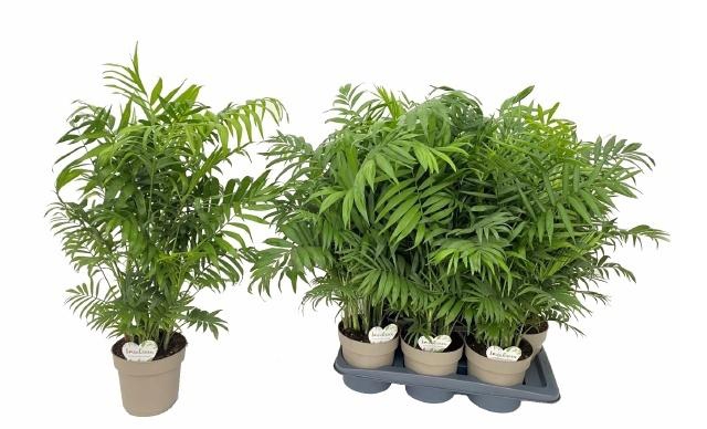 <h4>CHAMAED ELEGANS</h4>