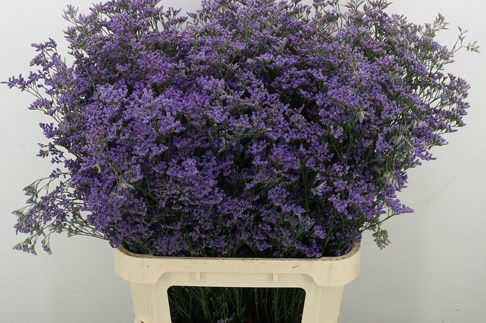 Lim Saf Classic Blue