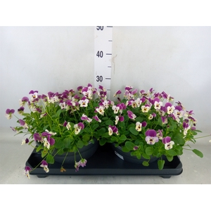 Viola corn. 'Evo Mini Pink Wing'