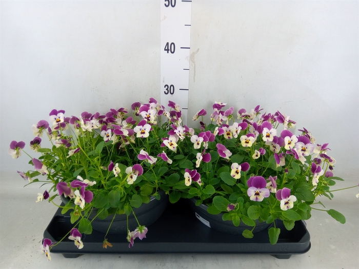 <h4>Viola corn. 'Evo Mini Pink Wing'</h4>