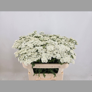 ACHIL M WHITE BEAUTY