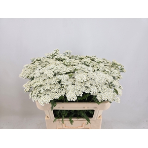 ACHIL M WHITE BEAUTY