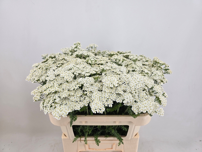 <h4>ACHIL M WHITE BEAUTY</h4>