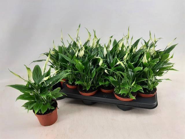 <h4>SPATH CHOPIN</h4>