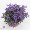 Campanula Ambella purple