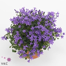 Campanula Ambella® Purple in schaal
