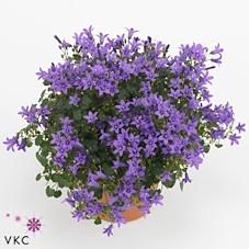 Kokodama 15 cm Campanula Ambella 'Addenda'