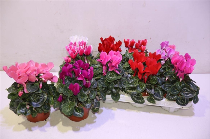 <h4>arr8 Cycl Md Sup Allure</h4>