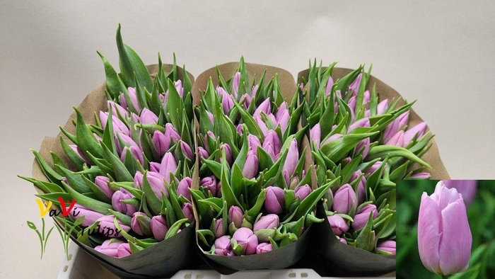 <h4>TU EN CANDY PRINCE</h4>