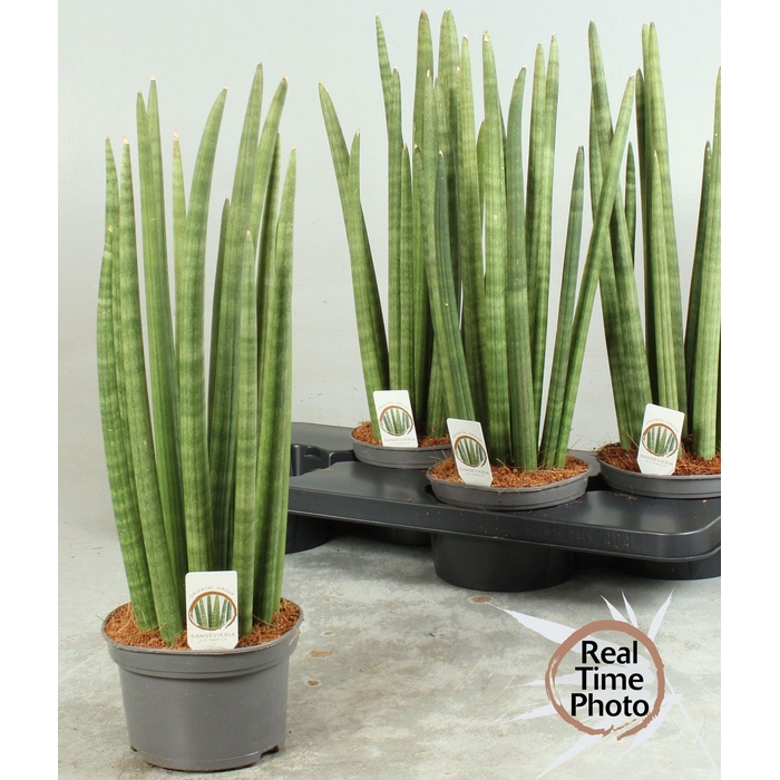 <h4>SANSEV CYLINDRICA OV</h4>