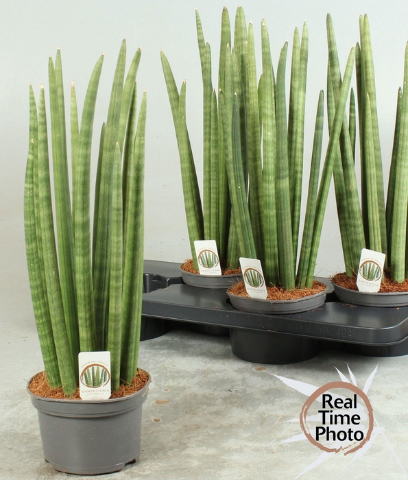 <h4>SANSEV CYLINDRICA OV</h4>