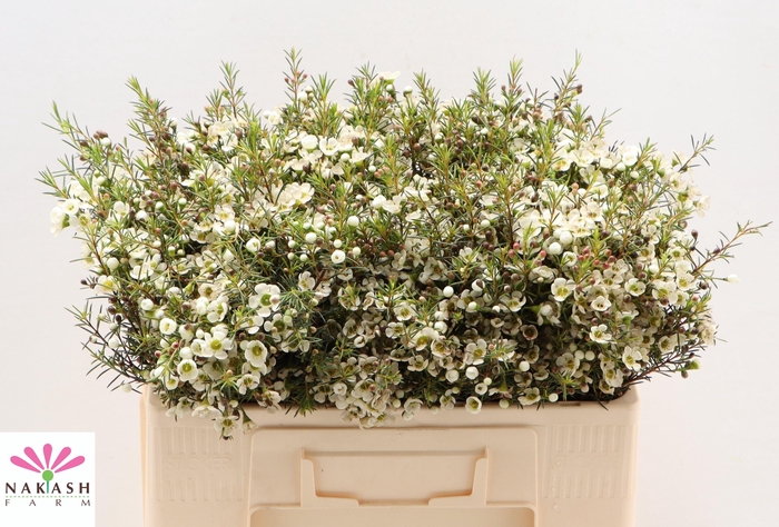 <h4>CHAME IVORY PEARL</h4>