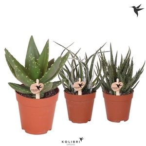 Kolibri Greens Succulenten Aloë mix