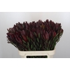 Leucadendron Saf Sunset Dark R.