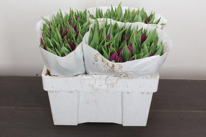 <h4>Tu En Purple Prince</h4>