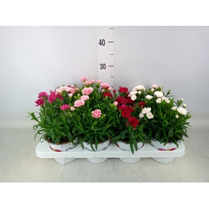 Dianthus   ...mix