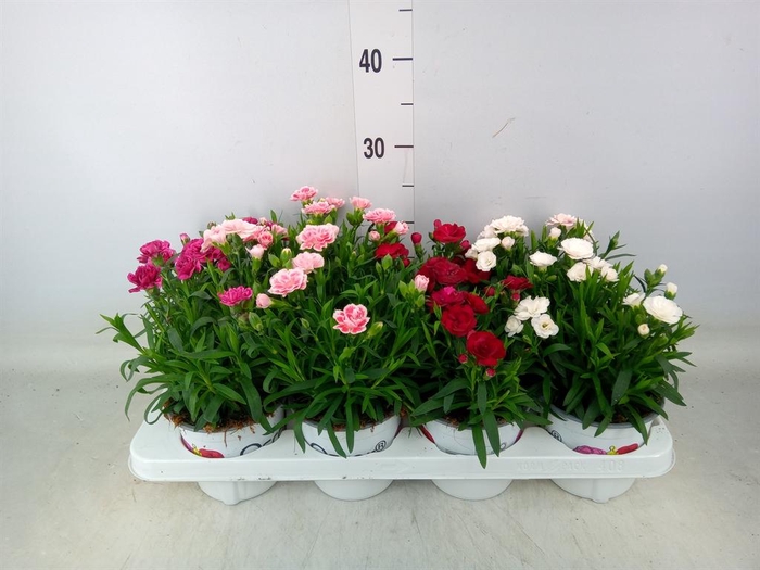 <h4>Dianthus   ...mix</h4>