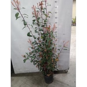 Photinia fraseri