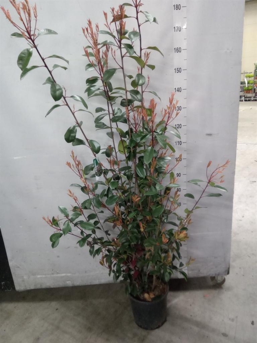<h4>Photinia fraseri</h4>