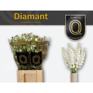 Delphinium DU 'Delphis Diamant'