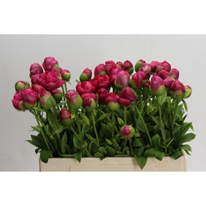 Paeonia Command Performance