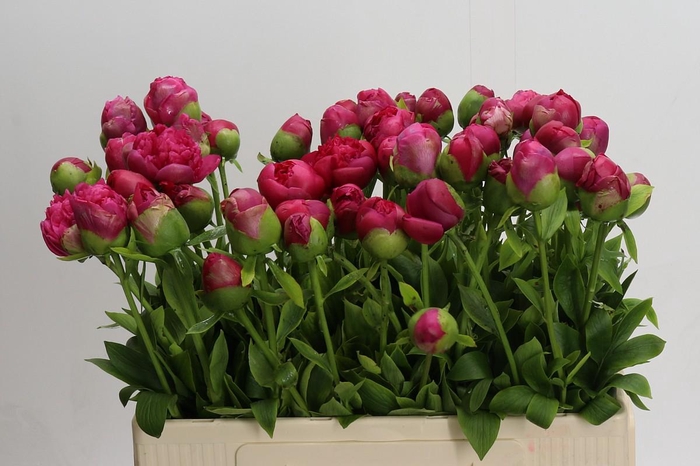 Paeonia Command Performance