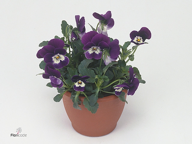 VIO CO EM PURPL FACE