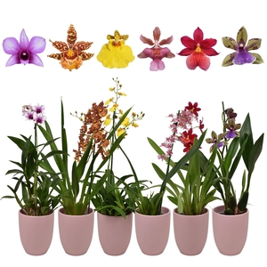 Orchideeën Gemengd 1 Tak Keramiek Roze
