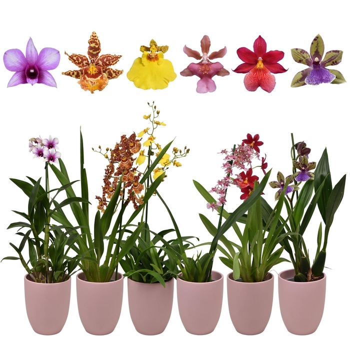 <h4>Orchideeën Gemengd 1 Tak Keramiek Roze</h4>