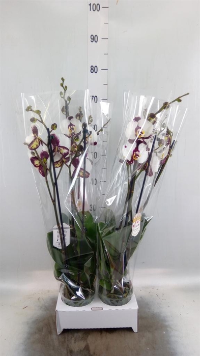 <h4>Phalaenopsis  'FC Polka Dots'</h4>