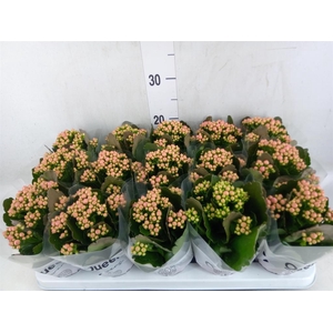 Kalanchoe  'RoseFlow Audrey'