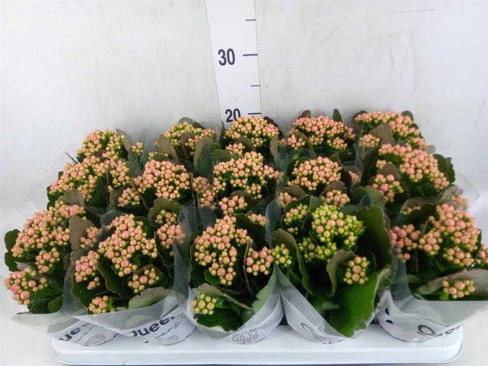 <h4>Kalanchoe  'RoseFlow Audrey'</h4>