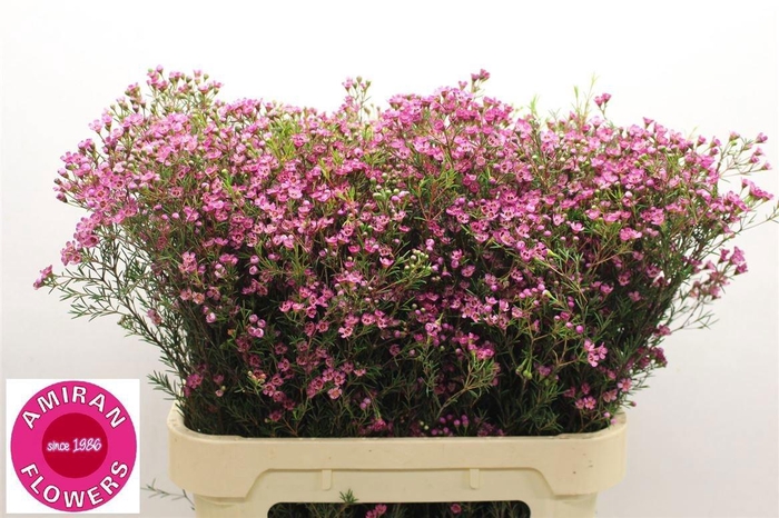 <h4>CHAME UN PRINCE</h4>