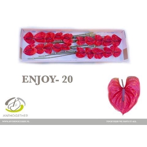 Anthurium Enjoy