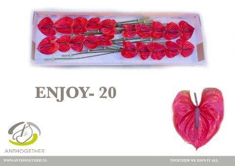 <h4>Anthurium Enjoy</h4>