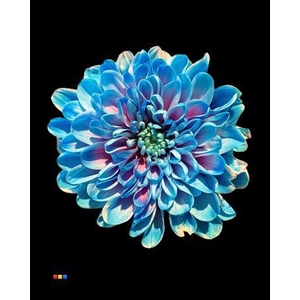 Chr T Altaj Bubblegum