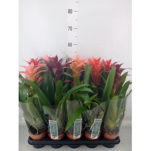 Guzmania   ...mix