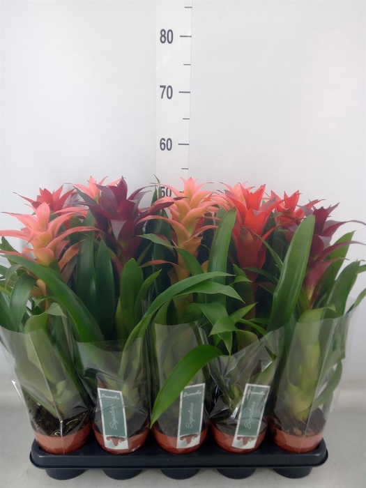 <h4>Guzmania   ...mix</h4>
