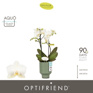 Optifriend Sandra 2 spike in Emilia Green Aquo