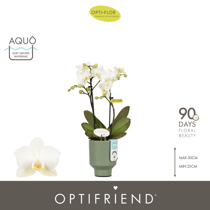 <h4>Optifriend Sandra 2 spike in Emilia Green Aquo</h4>