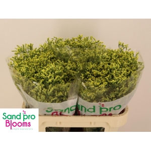 LIM SIN CHINA SUMMER