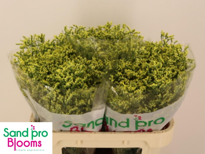 <h4>LIM SIN CHINA SUMMER</h4>