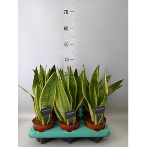 Sansevieria trifa.   ...