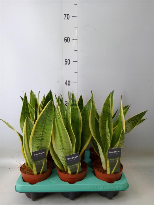 <h4>Sansevieria trifa.   ...</h4>