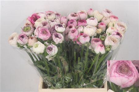 <h4>Ran El Stripe</h4>