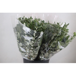 Pittosp Ralphi Leaves 200gr P Bunch
