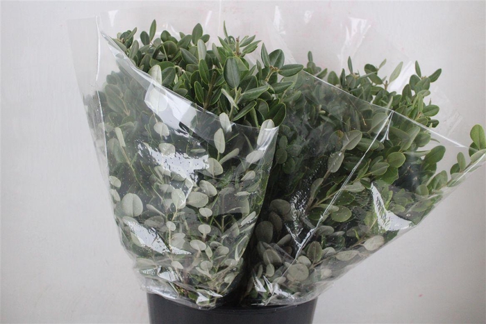 <h4>Pittosp Ralphi Leaves 200gr P Bunch</h4>