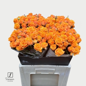 R TR Orange Queen 60cm