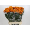 Tagetes Marigold Promise Orange