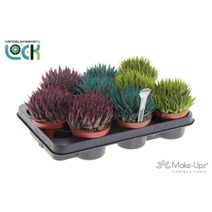 Aloe Aristata Make Upz mix drie kleuren